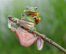 Image result for Dumpy Tree Frog