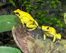 Image result for Golden Dart Frog