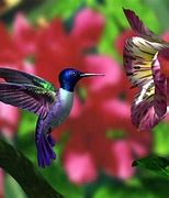 Image result for Bing Hummingbird