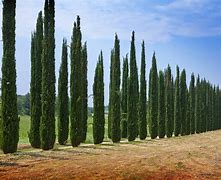 Image result for Italian Cypress Trees