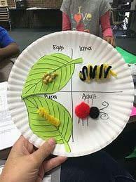 Image result for Life Cycle of Insects Crafts