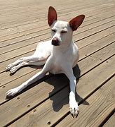Image result for Dogs Chillin