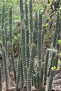 Image result for Columnar Cacti