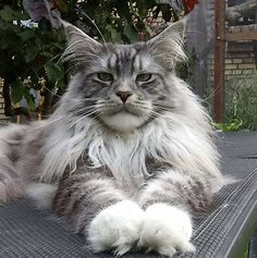 Everything about your Maine Coon Cat - Love Cats