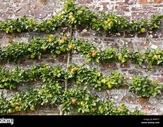 Image result for Wall Apple Trees