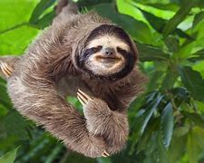 Image result for Rainforest Sloth