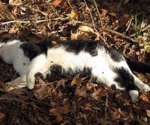 Image result for Dead Cat by iPad