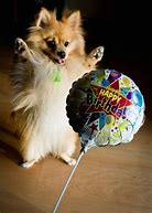 Image result for Pomeranian Happy Birthday Meme