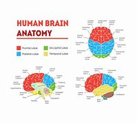 Image result for Brain Anatomy Psychology