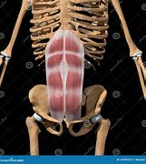 Image result for Reto Anatomia