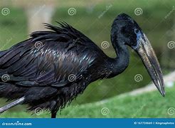 Image result for Anastomus Ciconiidae