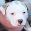 Image result for Fawn Brindel Pitbull with Blue Eyes