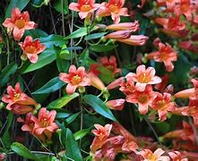 Image result for Evergreen Perennial Vines