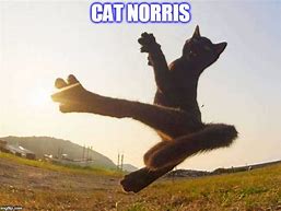 Image result for Cat Norris Meme