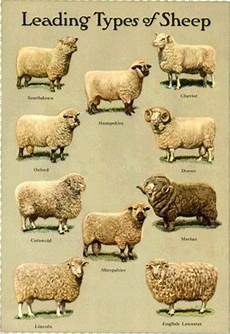 Natural Wool Its Characteristics Manufacturing Process