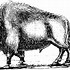Image result for Free Black and White Bison Clip Art