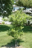 Image result for Black Ice Plum Tree