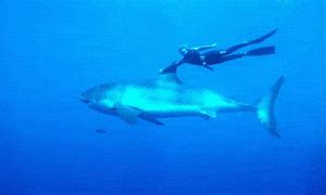 Image result for Great White Top Songs