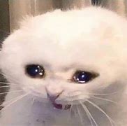 Image result for Crying Cat Face Funny