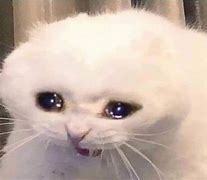 Image result for Crying Cat Meme Og