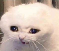 Image result for 0Crying Cat Meme