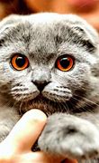 Image result for Strange Looking Cats