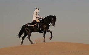 Image result for Arabian Horse and Rider