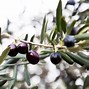 Image result for Arbequina Olive Tree