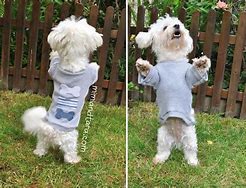 Image result for Cool Dog Clothes