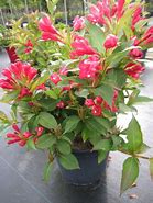 Image result for Weigela All Summer Red