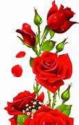 Image result for Rose Images with Clear Background