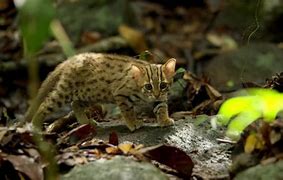 Image result for World's Smallest Wild Cat
