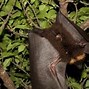 Image result for Flying Fox Bat Diet