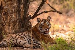 Image result for Asian Tiger Food Chain