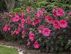 Image result for Hibiscus syriacus Summer Ruffle