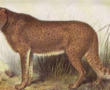 Image result for Woolly Cheetah