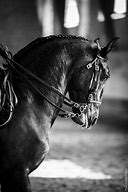 Image result for Lusitano Horse Dressage Head