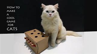 Image result for DIY Interactive Cat Toys