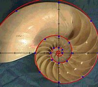 Image result for Golden Ratio Objects
