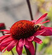 Image result for Echinacea purpurea JS Stiletto