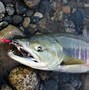 Image result for Giant Fishing Lure
