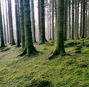 Image result for Moss-Covered Forest Floor