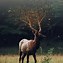 Image result for Healthy Nature Animals