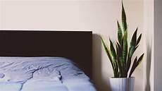 piante per da letto piante per da letto piante per da letto piante per da letto
