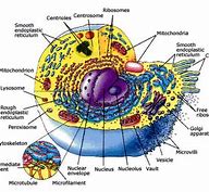 Image result for Cellular Structure