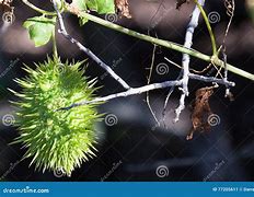 Image result for Tree Fruit with Spikes