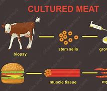 Image result for Vegan Meat Evolution