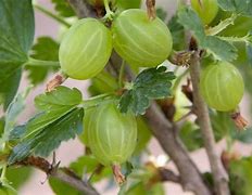 Image result for Ribes uva-crispa Rolanda