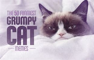 Image result for Baby Grumpy Cat Meme