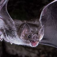 Image result for Blood Bat